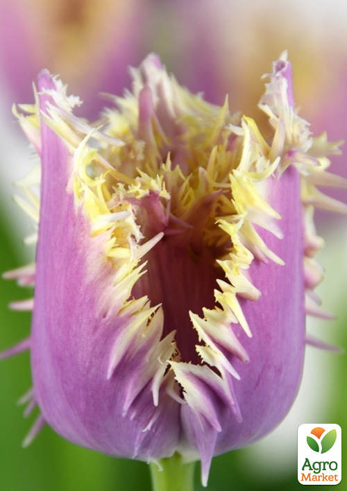 

Тюльпан Crunchy Cummins