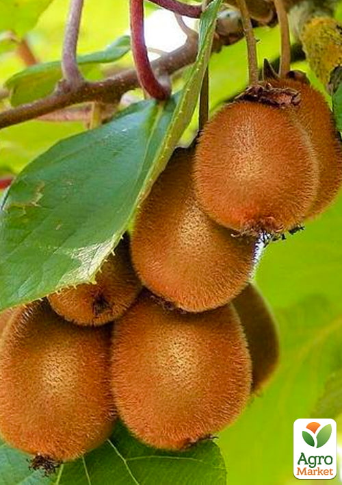 

Эксклюзив! Киви самоопыляющийся коричневый с мякотью зеленого цвета Блаженство (Bliss) (премиальный, морозостойкий сорт)