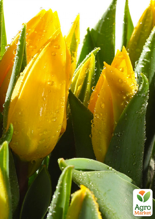 

Тюльпан Big Smile