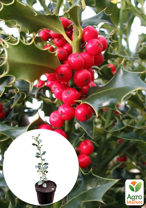 

Падуб Гостролистий 2-х річний Alaska С1.5, висота 20-40см