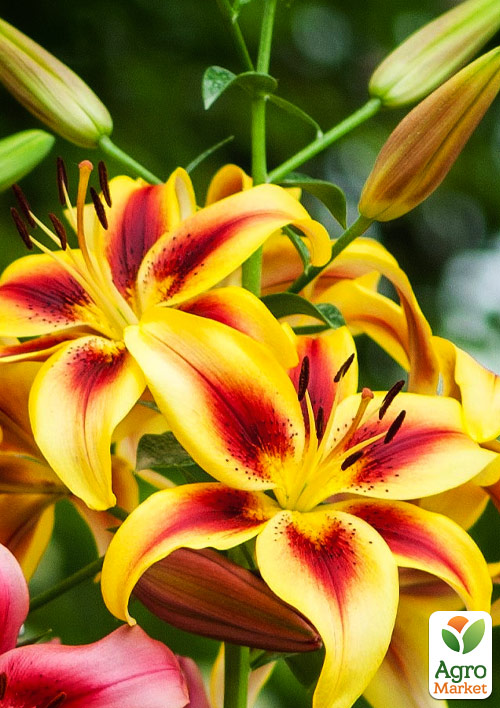 

Лілія Viva la Vida (Гігантська квітка)