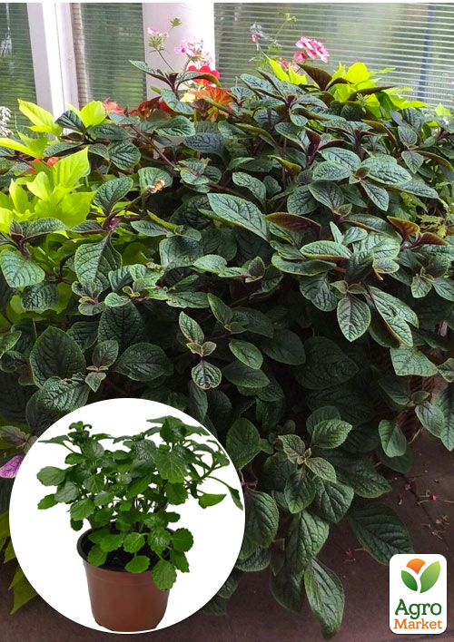 

Плектрантус Nico (вьющийся многолетник, С1,5)