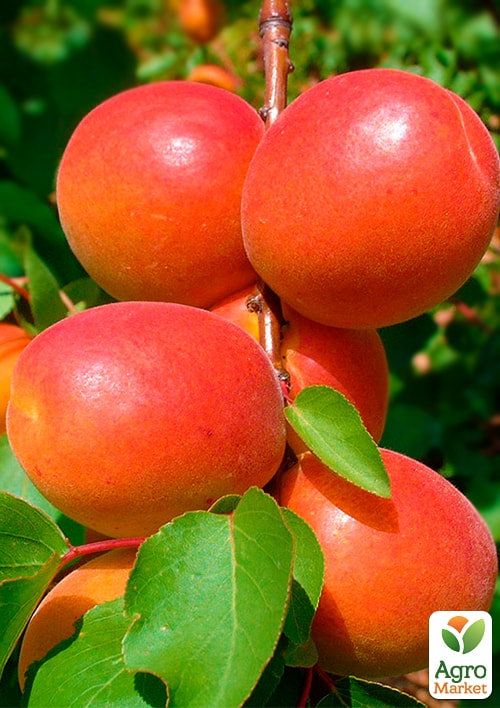 

Абрикос Ерлі Блаш (літній сорт, ранньостиглий термін дозрівання)