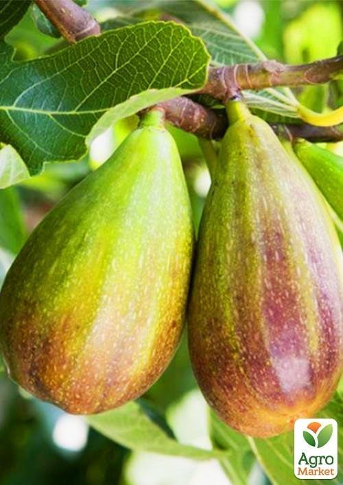 

Инжир Брунсвик