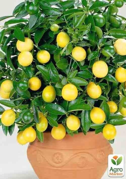 

Лимон Павловский