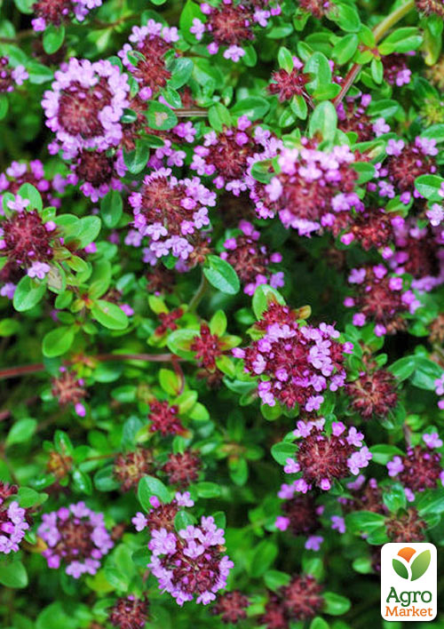 

Чебрець Serpillum (лікарський, декоративний, широко застосовується в кулінарії)