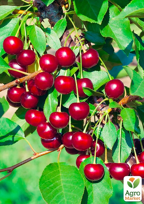 

Вишня Альфа (літній сорт, пізній термін дозрівання)