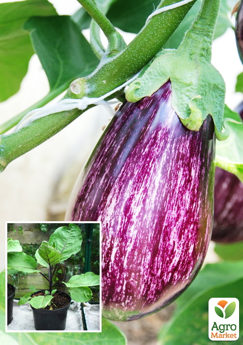 

Рассада Баклажан «Лейре F1» (фермерское взращивание), 1шт в упаковке