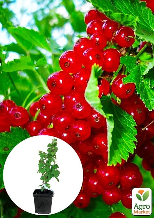 

Порічка червона Львів'янка укорінена у контейнері (ранній термін дозрівання)