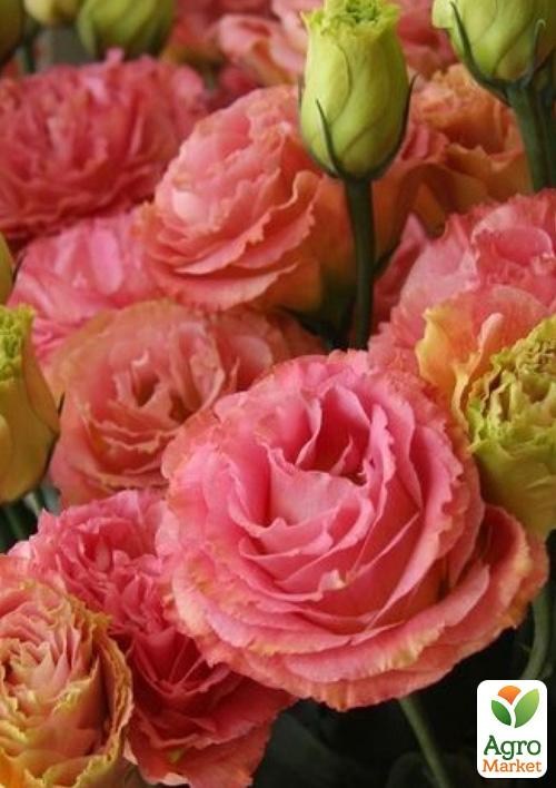 

Эустома махровая "Borealis Apricot"