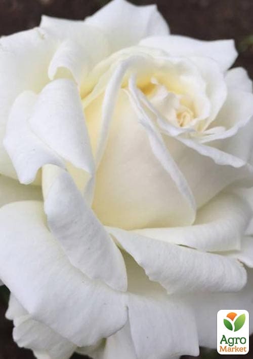 

Троянда чайно-гібридна Поло (саджанець класу АА+) вищий сорт