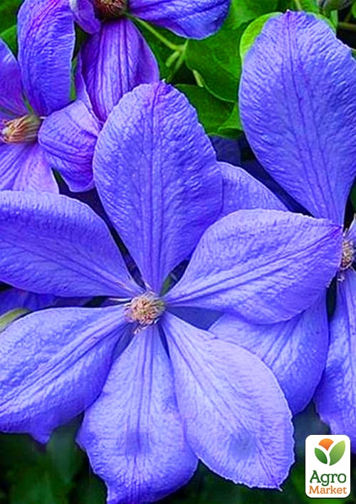 

Клематис Mrs Cholmondeley