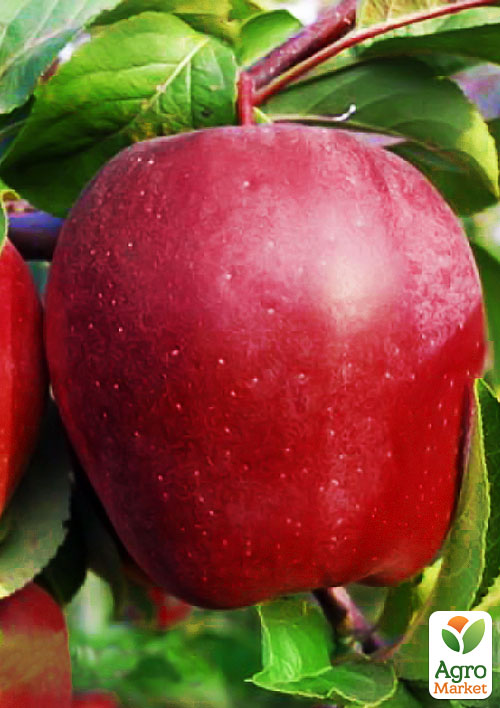 

Яблоня Глостер (зимний сорт, поздний срок созревания)