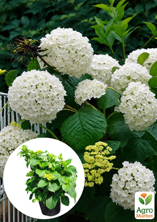 

LMTD Гортензія macrophylla Schneeball 5-річна (висота 45-75см)