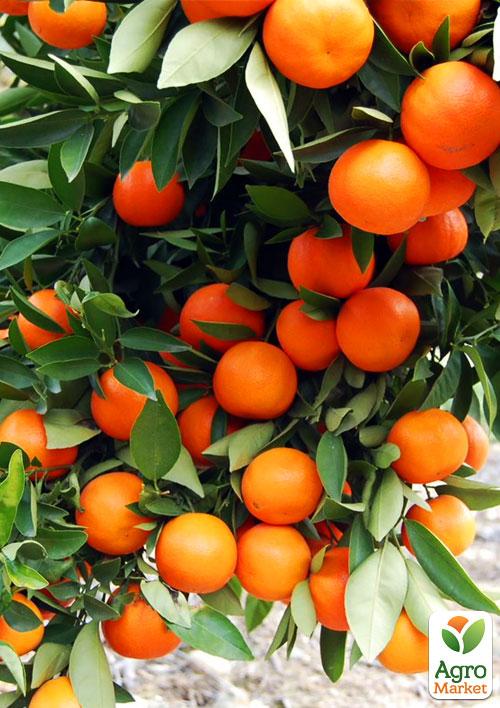 

Мандарин Міагаве Васе