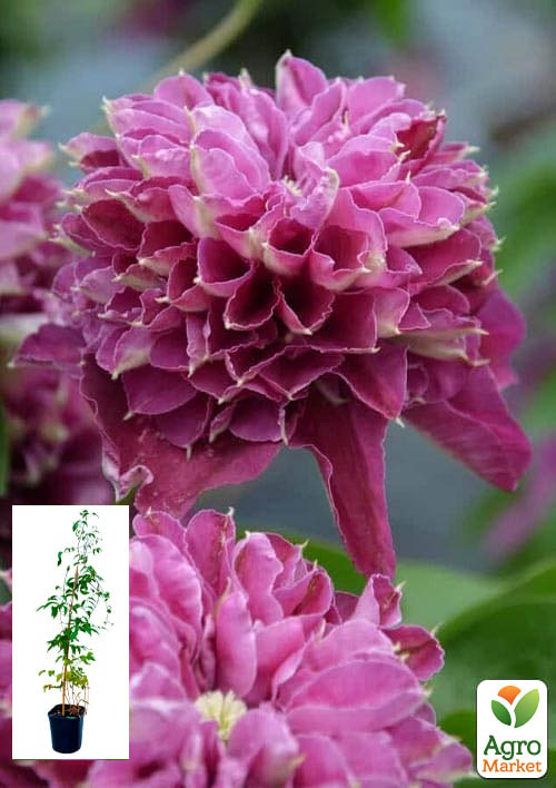 

Клематис 2-х летний Hot Love вазон С2