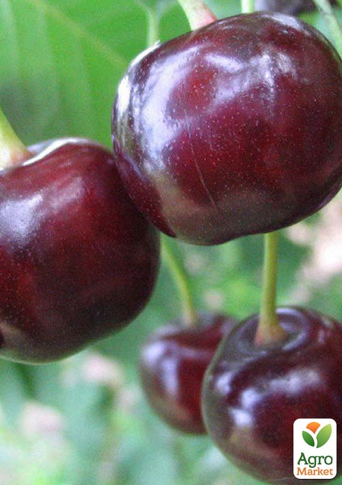 

Вишня Белдвін (літній сорт, ранній термін дозрівання)