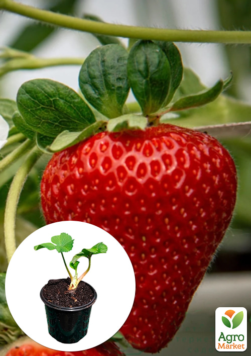 

Клубника садовая Брилла (ранняя, укорененная в контейнере)