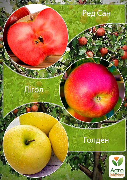 

Дерево-сад Яблуня Ред Сан+Лігол+Голден