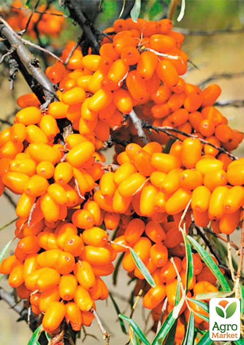 

Облепиха Дора (женская) (высокоурожайный и крупноплодный сорт)