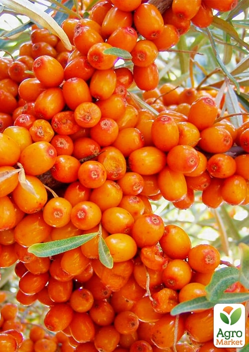 

Облепиха Жемчужница (мальчик+девочка) комплект 2шт (средний срок созревания)