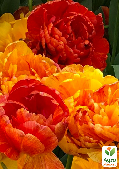 

Тюльпан Sunlover