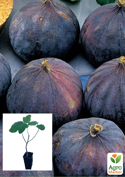 

Инжир Брожиотто Неро саженец 2 года (ремонтантный, крупноплодный сорт, средний срок созревания)