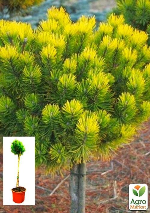 

Сосна горная на штамбе Офир (Pinus mugo Ophir) С2, высота от 30-50см