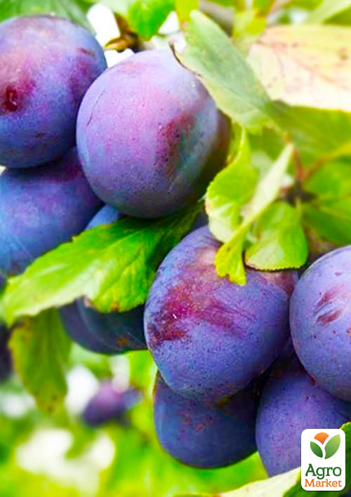 

Эксклюзив! Слива бордовая с синим оттенком Заветная мечта (Cherished dream) (премиальный, высокоурожайный, очень сладкий сорт)