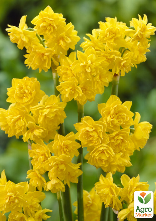

Нарцисс Golden Deilicious (многоцветковый)
