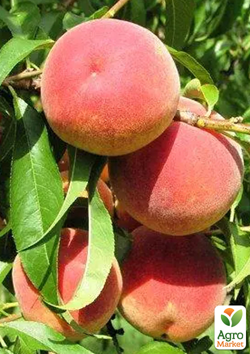 

Персик Мессина (летний сорт, поздний срок созревания)