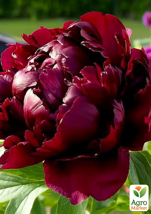 

Пион травянистый Black Star