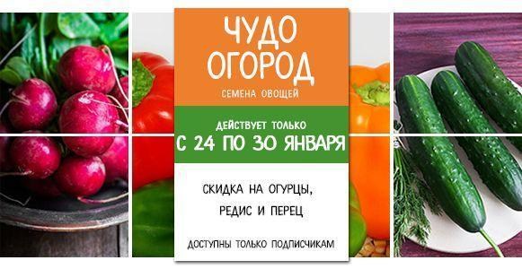 Чудо огород:скидка 12% на отборные семена огурцов, редиса и перца Чудо огород:скидка 12% на отборные семена огурцов, редиса и перца