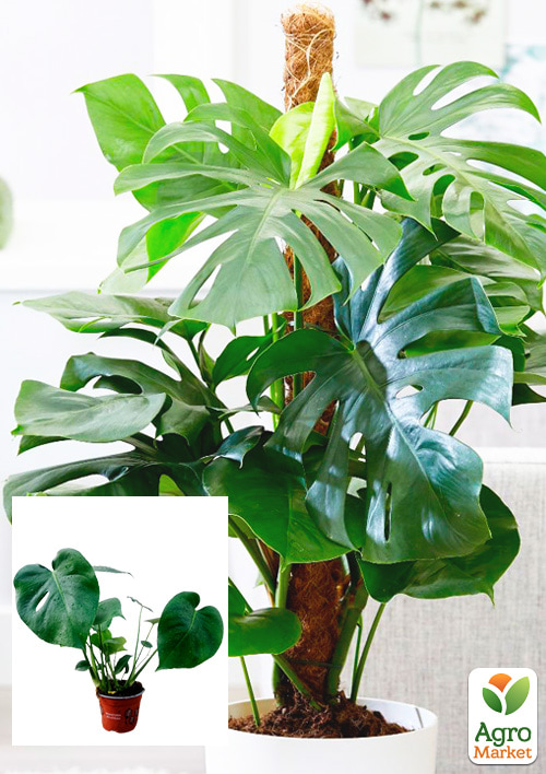 

Монстера Deliciosa (45-60см)