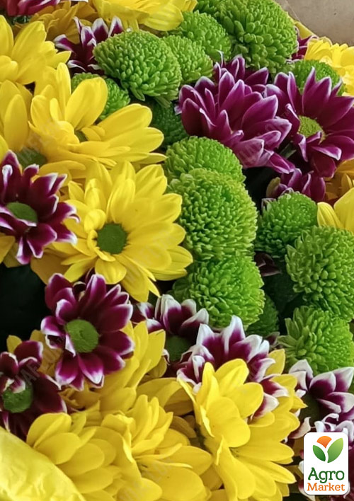 

Уценка! Хризантема Микс (вазон С2)