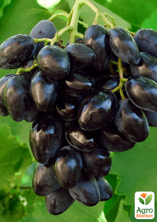 

Виноград Ромбик (ультраранний, крупный, сладкий, морозостойкий)