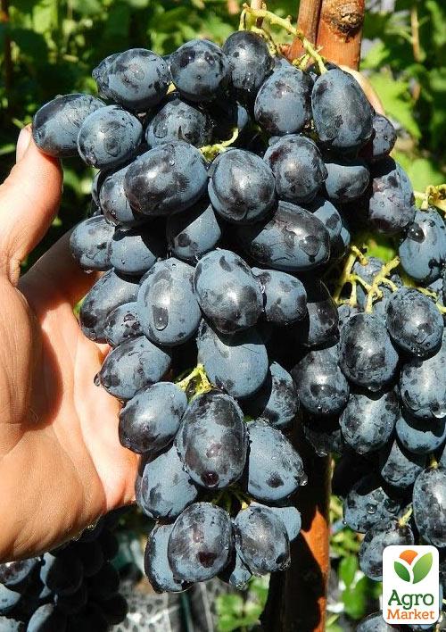 

Виноград Лорано (дуже ранній термін дозрівання)