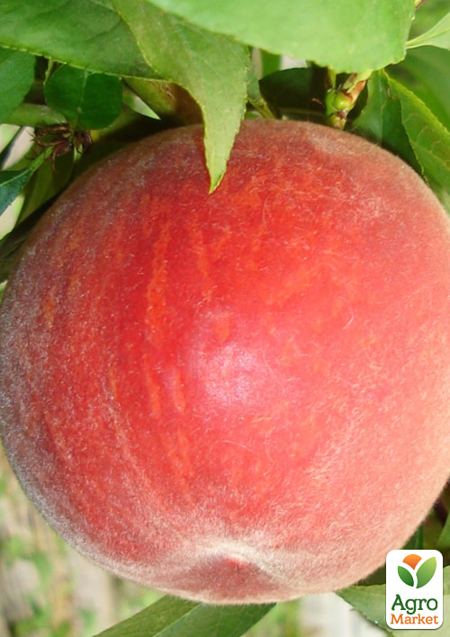 

Персик Саджитарія (літній сорт, середній термін дозрівання)