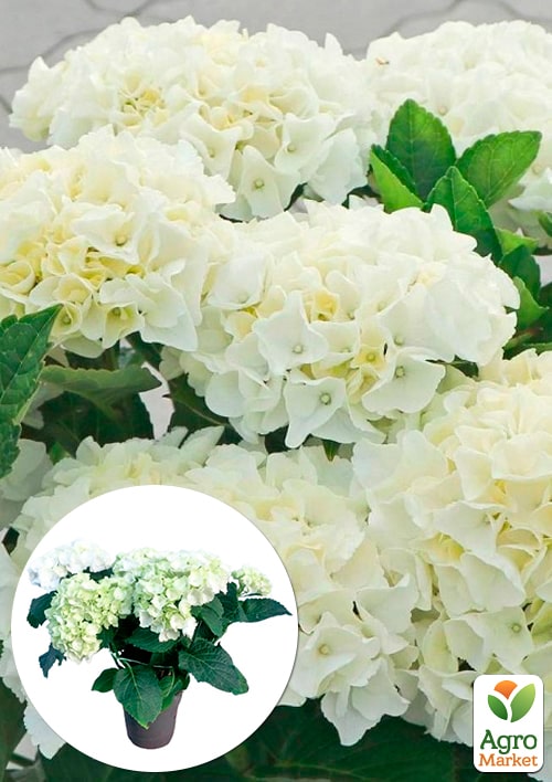 

LMTD Гортензія крупнолистова квітуча 3-річна Bright White (30-40см)