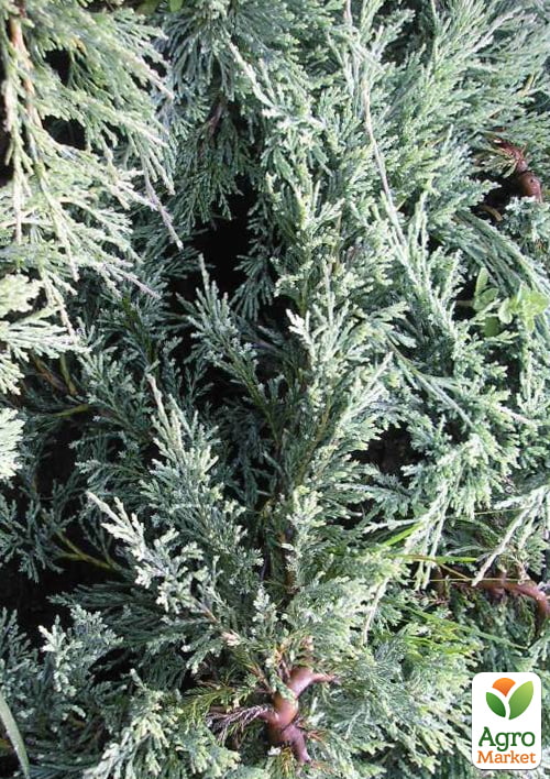 

Ялівець горизонтальний Glacier (вазон Р9, 10-15см)