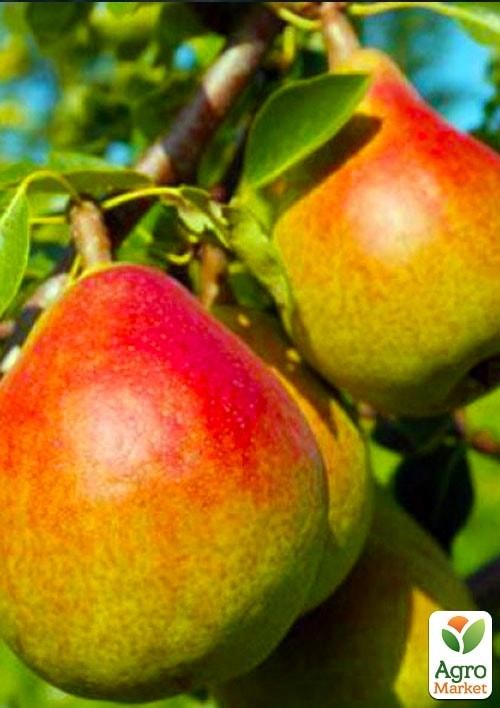 

Эксклюзив! Груша нежно желтой окраски с красным загаром "Лола" (Lola) (премиальный, высокоурожайный, неприхотливый сорт)