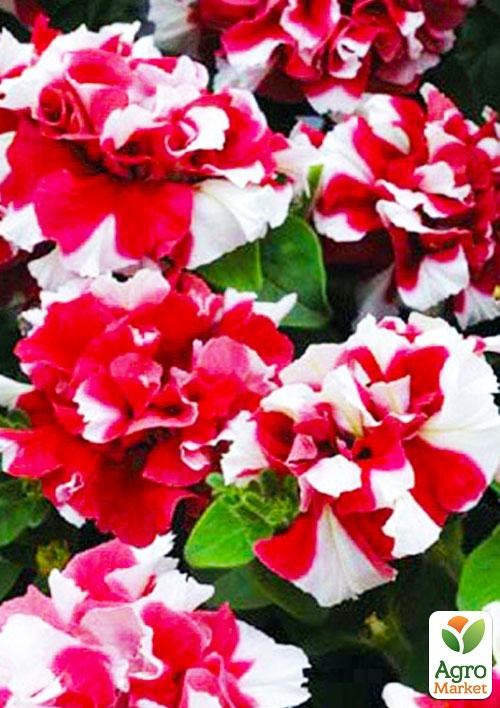 

Петуния Дуо Красно-белая (контейнер №10, высота 10-15см)