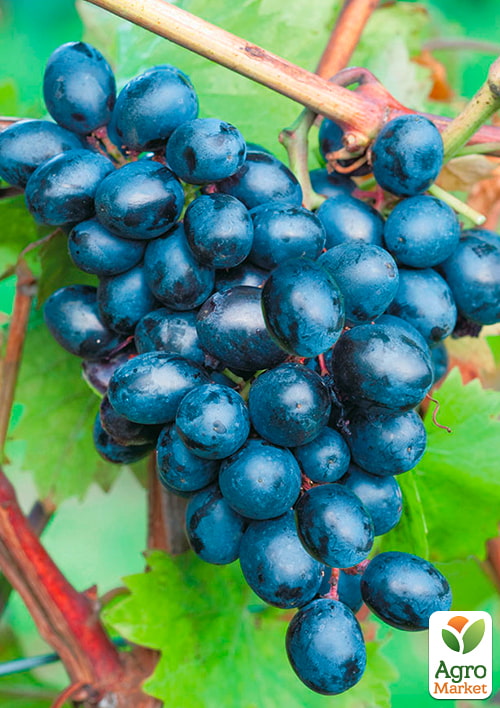 

Виноград Таир (средний срок созревания)