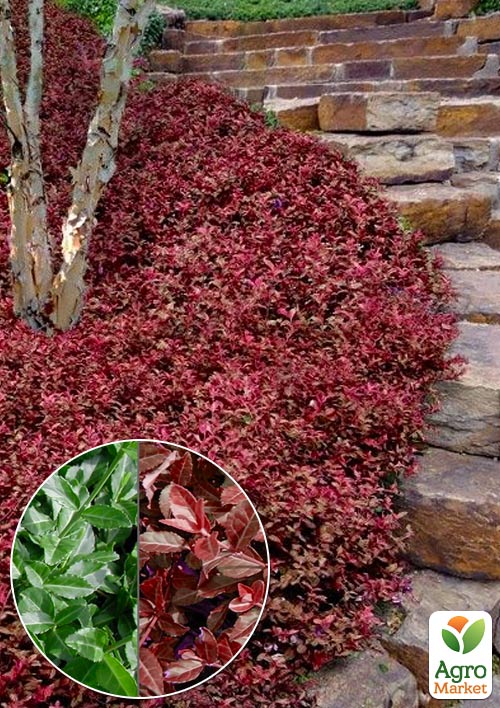 

Бересклет Форчуна 2-х летний Coloratus С2