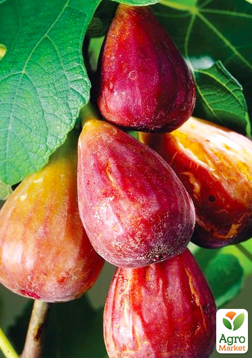 

Інжир карликовий Little Miss Figgy (солодкий, високоврожайний, ранній сорт)