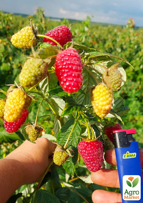 

Малина ремонтантная Мапема (крупноплодный, ранний, транспортабельний сорт)