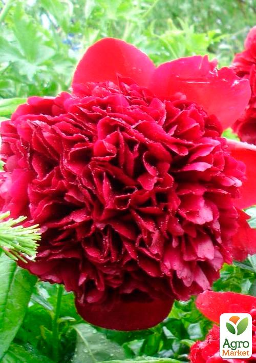 

Півонія трав'яниста Red 1шт в упаковці