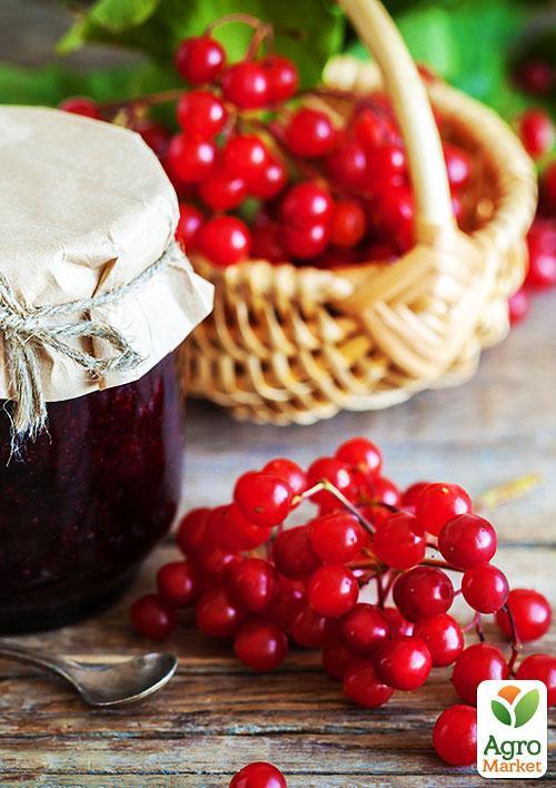 

Калина червона