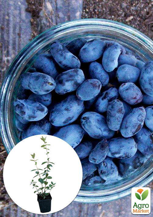 

Жимолость Гордость Кубани (среднепоздний срок созревания, один из лидирующих сортов)