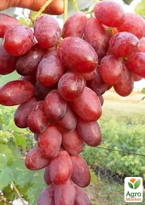 

Виноград кишмиш Подяка Полякам (ранньостигла, солодка, соковита ягода)